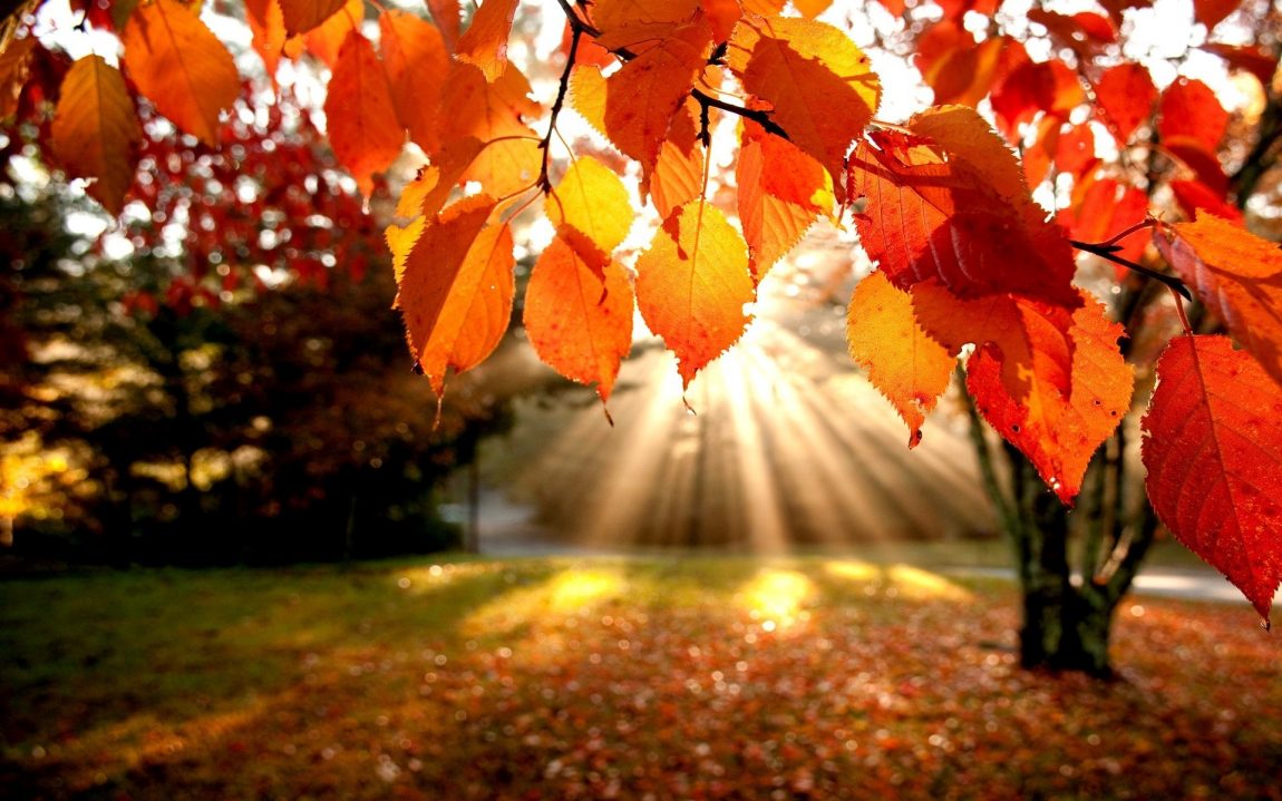 diy-fall-leaves.jpg